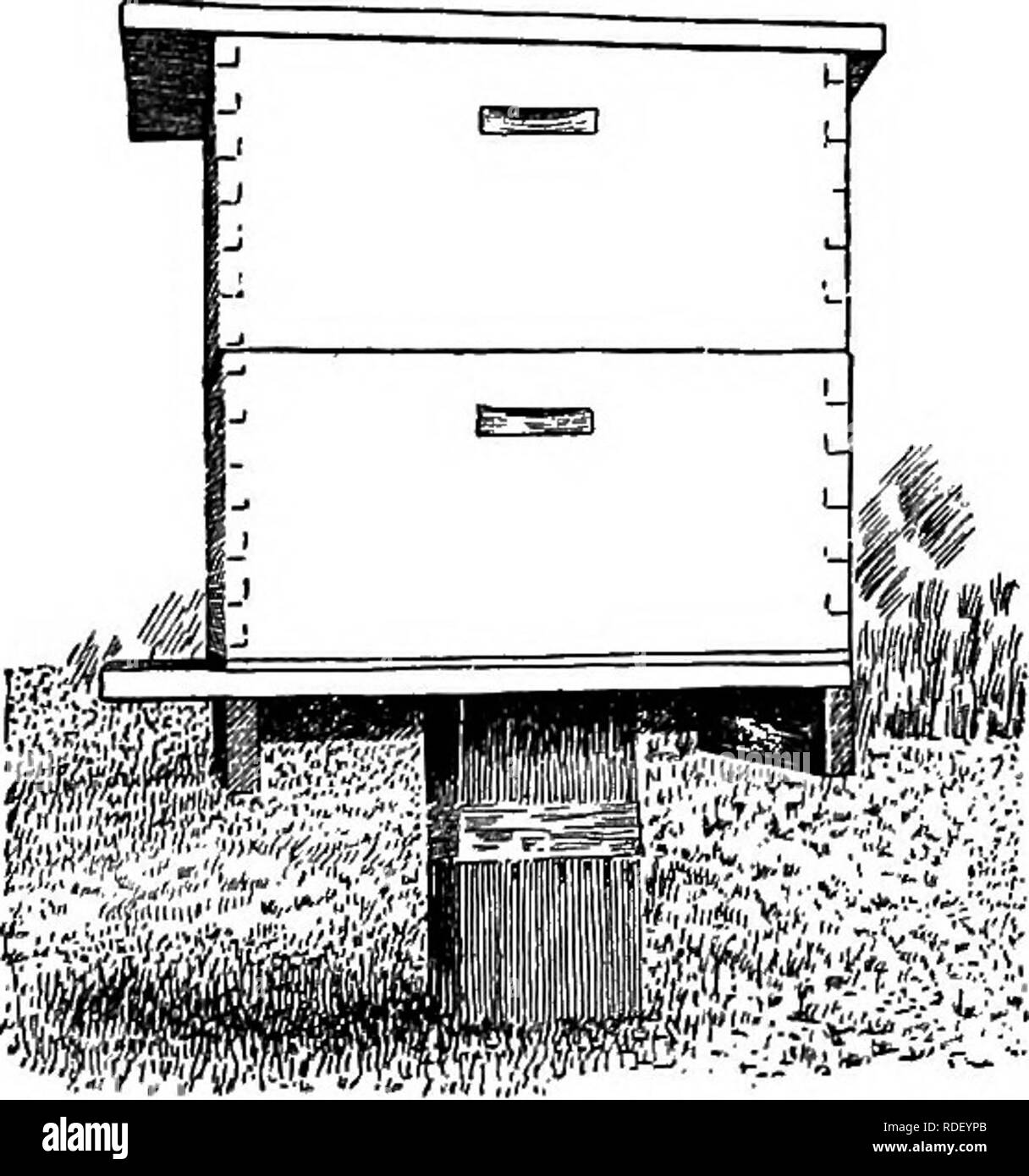 . Beekeeping; a discussion of the life of the honeybee and of the production of honey. Bees; Honey. FlG. 182. — Lesser wax-moth, pupa.. Fig. 183. — Hive stand to keep off ants. The band around the post is tree tanglefoot. ous species of birds, mice, rats and other smaU mammals (especially in winter), certain spiders and mites, dragon-. Please note that these images are extracted from scanned page images that may have been digitally enhanced for readability - coloration and appearance of these illustrations may not perfectly resemble the original work.. Phillips, Everett Franklin, 1878-1951. Ne Stock Photo