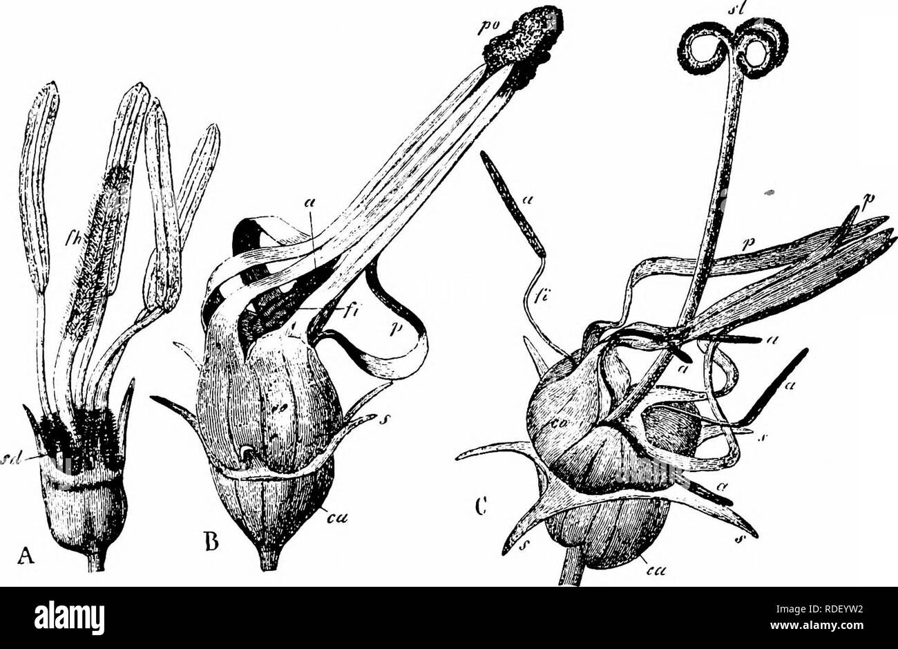 . Handbook of flower pollination : based upon Hermann Mu?ller's work 'The fertilisation of flowers by insects' . Fertilization of plants. CAMPANULA CEAE 19 Conspicuousness is greatly enhanced by aggregation of the usually blue or violet flowers into rounded, ovoid, or elongated heads, and the frequency of insect-visits is generally proportional to the size of the heads. Kirchner (Jahreshefte Ver. Natk., Stuttgart, liii, 1897, pp. 219-20) has empha- sized the fact that the above description, abstracted from Hermann Miiller, only appUes to species belonging to the section Hedranthum G. Don, in w Stock Photo