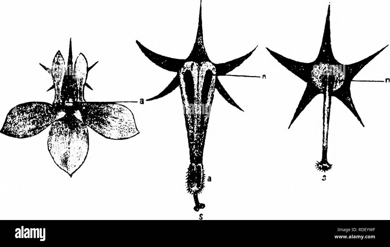 . Handbook of flower pollination : based upon Hermann Mu?ller's work 'The fertilisation of flowers by insects' . Fertilization of plants. 2 ANGIOSPERMAE—DICOTYLEDONES Siphocampylus, but Farrer says that Lobelia agrees with this in all essential respects.) {C/.Yg. 211.) Some of the species are described as self-sterile, e.g. L. fulgens (Gaertner), L. ramosa (Darwin), and L. cardinalis (Forke). 1688. L. Erinus L. (Delpino, ' Ult. oss.,' pp. 102-11; Hildebrand, op. cit.; T. H. Farrer, Ann. Mag. Nat. Hist., London, Ser. 4, ii, 1868, pp. 255-63; Knuth, ' Bloemenbiol. Bijdragen.')—Hildebrand says t Stock Photo