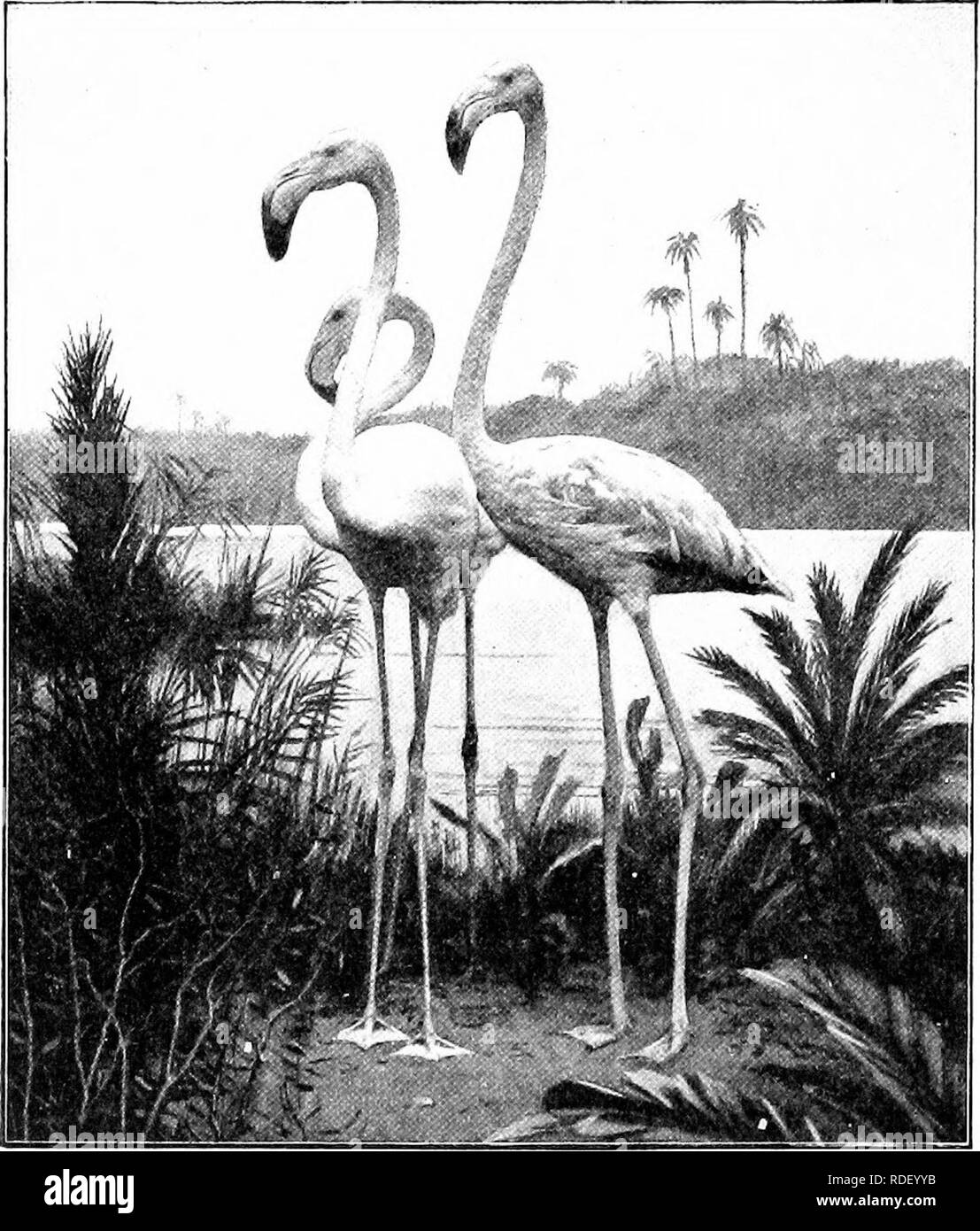 . The American natural history; a foundation of useful knowledge of the higher animals of North America. Natural history. CHAPTER XXVII THE ORDER OF FLAMINGOES—A CONNECTING LINK ODONTOGLOSSAE The long-legged, long-necked Flamingo is a very perfect connecting link between the wading-birds and the swimmers, and a most curiously formed bird. It has enormously long, stilt-like legs, like a heron; but its feet are fully webbed, like the feet of a duck. Its standing height is from 48 to 54 inches. It has a long, slender, crane-like neck; but its thick, broken-. New York Zoological Park THE FLAMINGO. Stock Photo
