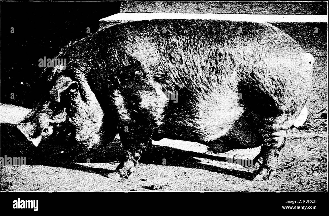 Duroc jersey pigs Black and White Stock Photos & Images - Alamy