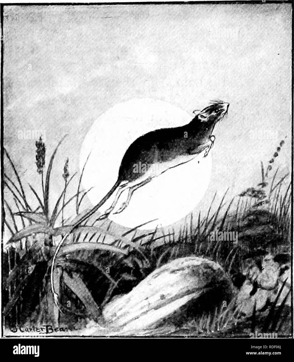 . The American natural history; a foundation of useful knowledge of the higher animals of North America. Natural history. JUMPING MOUSE AND POCKET GOPHER .93 13 inches, and weighs 8 pounds. It is a water- loving animal, almost as much so as the musk- rat, and its thick, brown fur is valuable. Under proper conditions it is easily kept in captivity. The smallest rodent in America is the Least Pocket Mouse,' of the Rocky Mountain region, which has a total length of head and body, IJ inches; tail, 2f inches. Tlie best swimmer of all rat-like animals is the Muskrat.'^ The best climber is the Tree R Stock Photo