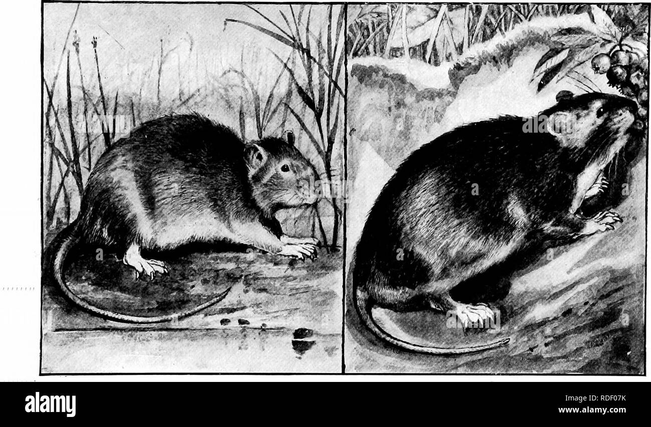 . The American natural history; a foundation of useful knowledge of the higher animals of North America. Natural history. WILD RATS AND MICE 89 habiting the wet rice-fields and swamps of the tiiilf states from Texas up to southern New Jersey, its northern hmit. It has a long head, a sharp nose, a shapely body, prominent ears, and a long tail. Its color above is bleached brown, but its under surface is grayish, or dull white. This mouse is partial to the vicinity of water, especially the banks of rice-fields. It swims and dives well, and sometimes builds its nest and rears its young in interlac Stock Photo