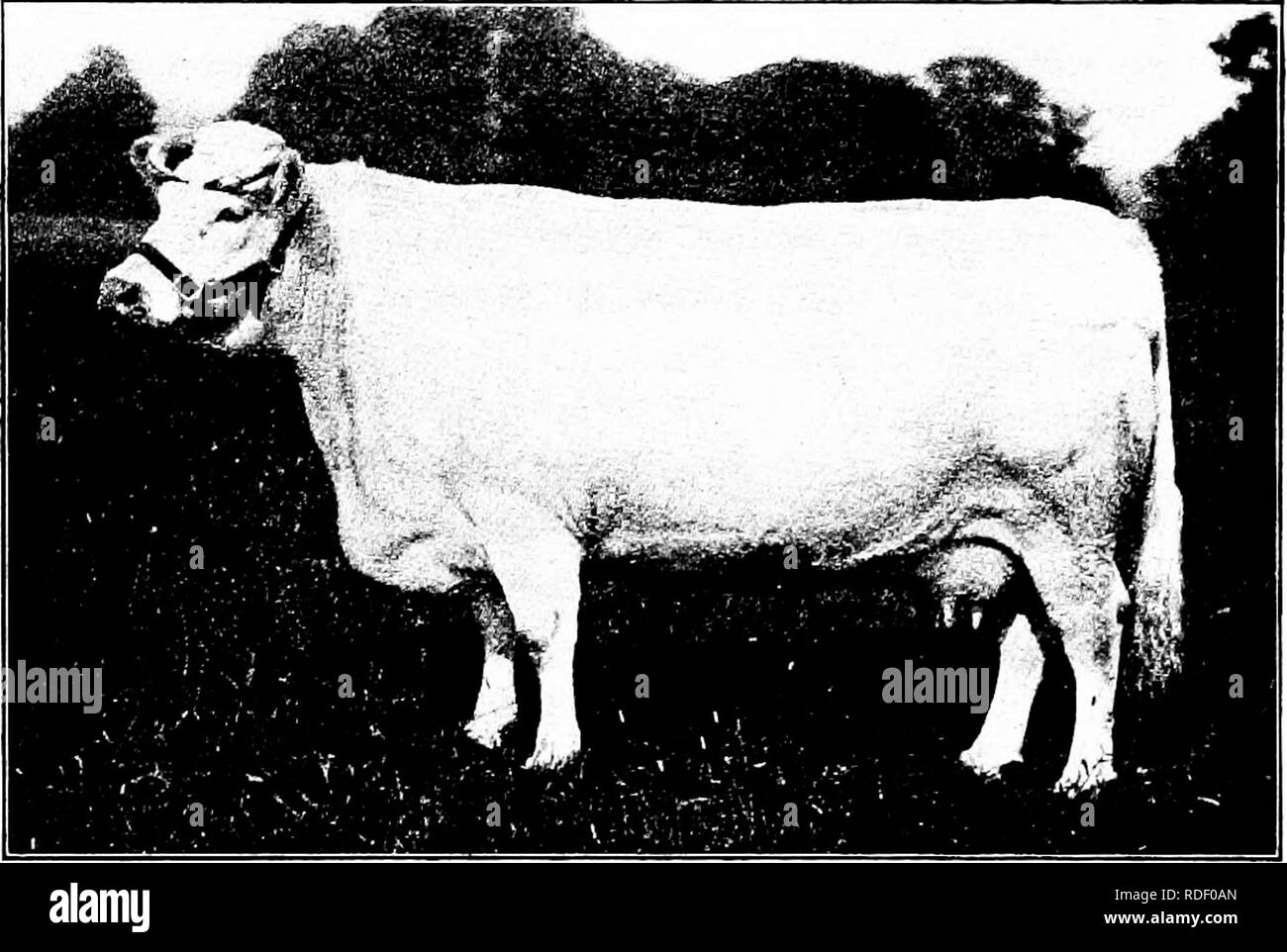 . Types and breeds of farm animals . Livestock. THE SHORTHORN 193 pounds butter fat, equivalent to 506,12 pounds butter. Deduct- ing cost of feed, there was a net profit from Rose of $79,86. One of the very best private dairy records for an entire herd of grade Shorthorns comes from John Kingsbury of South Dakota, who in 1898 reports 16 cows averaging 6000 pounds milk, from which was made an average of 301 pounds 5 ounces butter, while in 1899 the same number of cows yielded an average of 6342 pounds milk and 317 pounds 5 ounces butter.. Fig. 77. White Heather, first-prize and champion Shortho Stock Photo
