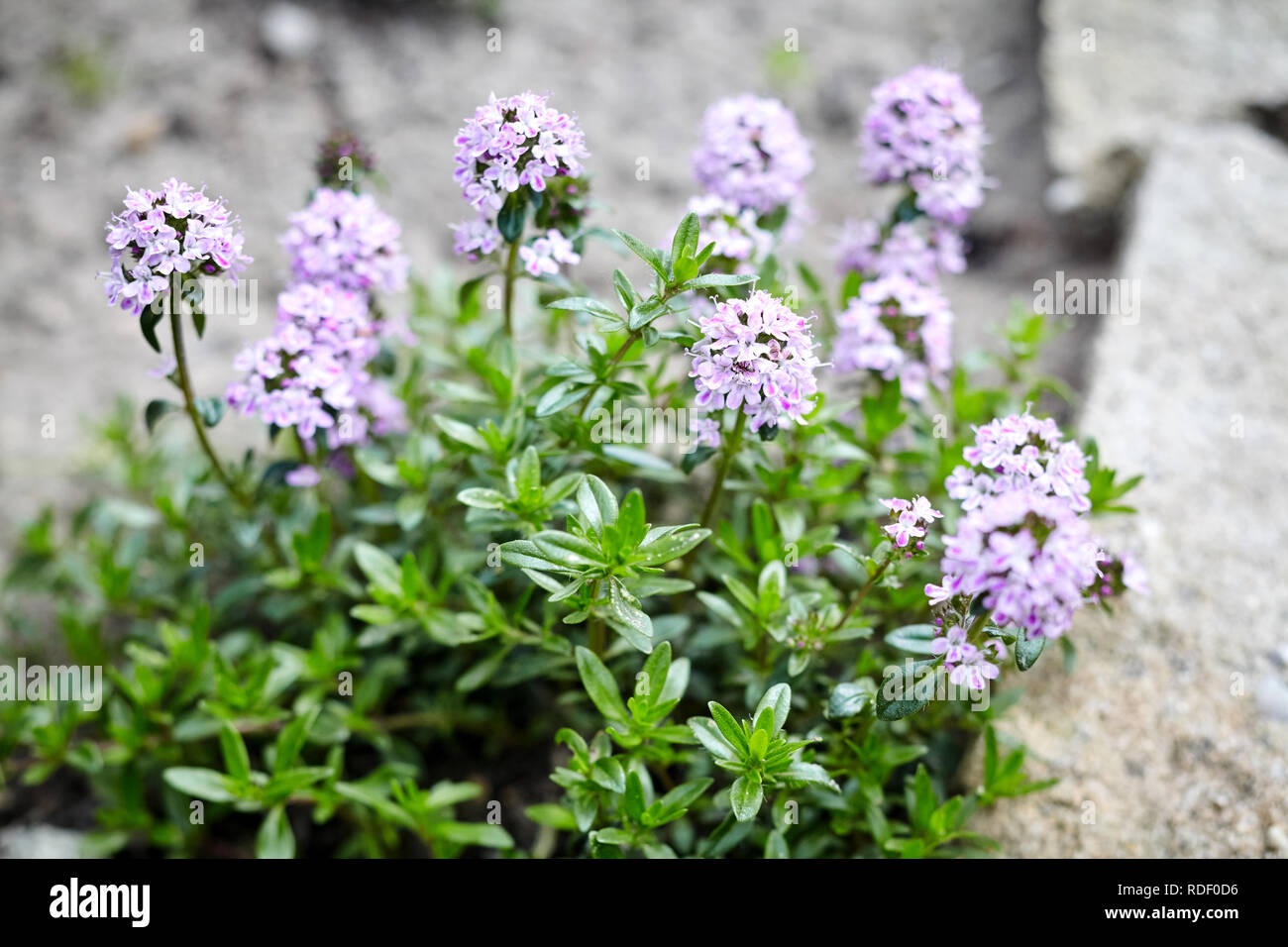Flowering thyme bush with purple flowers growing outdoors in a garden, an aromatic herb with culinary and medicinal uses Stock Photo