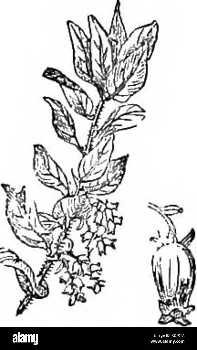 Tender shrubs Black and White Stock Photos & Images - Alamy