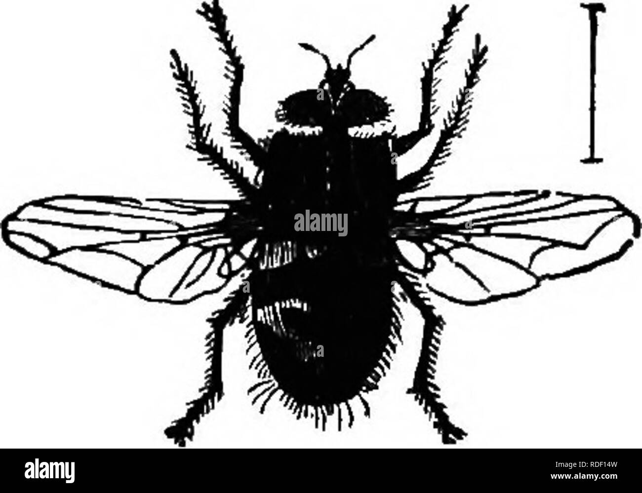 . The bee-keeper's guide : or Manual of the apiary . Bee culture; Bees. 434 Tachina Plies. the bees. One of the largest and most beautiful of these (Fig. 213) is Anax Junius. It has a wide range in the United States, North and South, and everywhere preys u^;on the bees. TACHINA FLY. From descriptions which I have received, I feel certain that there is a two-winged fly, probably of the genus Tachina (Fig. 214), that works on bees. I have never seen these, though I have repeatedly requested those who Fig. 214.. have to send them to me. My friend, J. L. Davis, put some sick looking bees into a ca Stock Photo