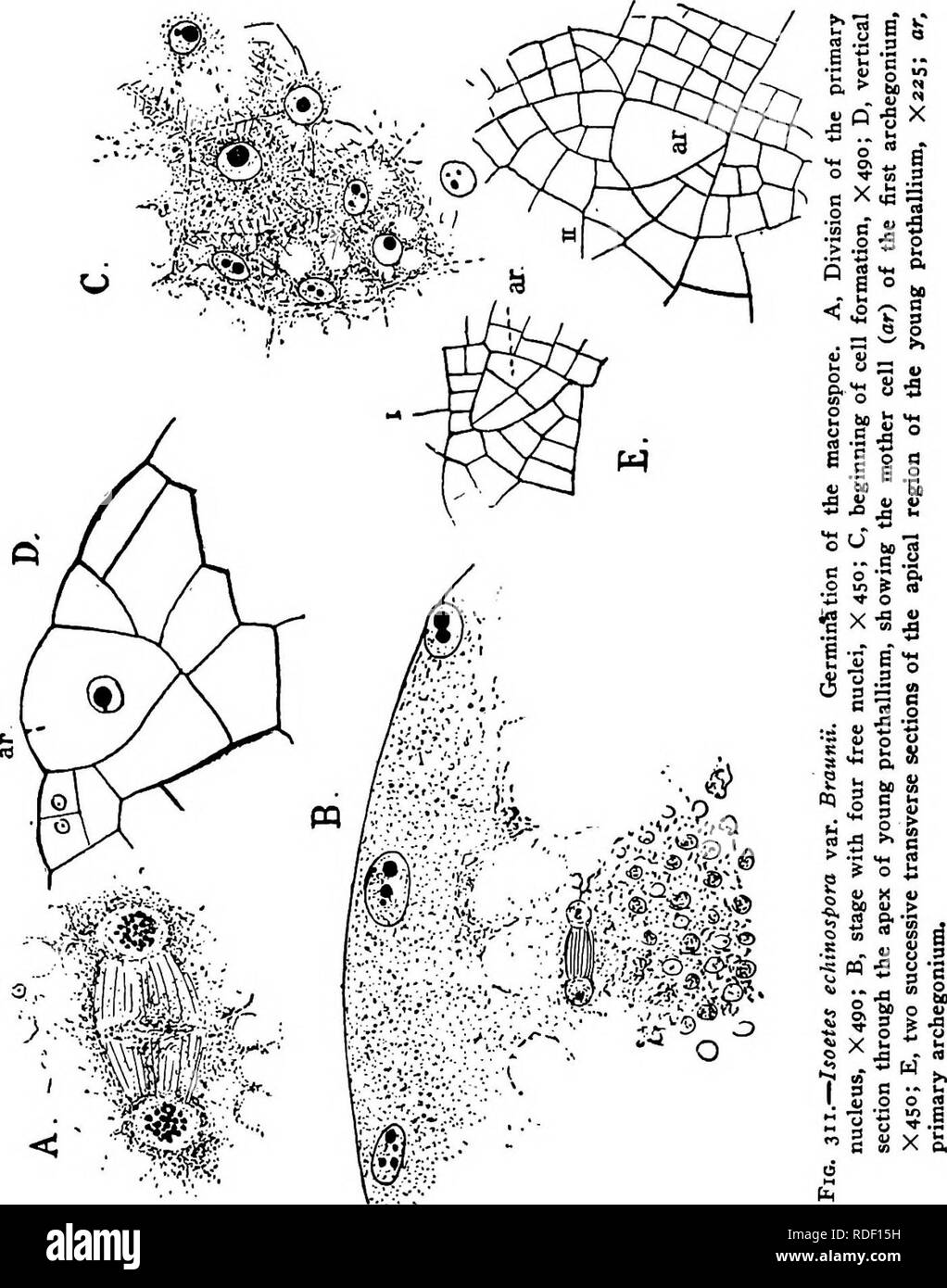 The Structure And Development Of Mosses And Ferns Archegoniatae Plant Morphology Mosses Ferns 540 Mosses And Ferns Chap Examination Reveals Numerous Oil Drops And Some Starch Granules Mingled With Roundish Bodies Of