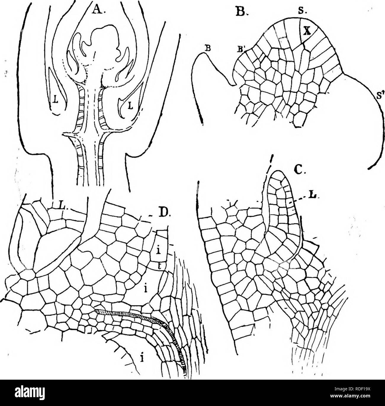 . The structure and development of mosses and ferns (Archegoniatae). Plant morphology; Mosses; Ferns. 524 MOSSES AND FERNS CHAP. sporangium of the strobilus. This is much larger than the microsporangia, and the sporophyll correspondingly large. In other species, e. g., S. apus, there may be several macrospo- rangia. According to Hieronymus the position of the stro- bilus conditions to some extent the development of macrospo- rangia, which are either basal, or in that part of the strobilus. Fig. 303.—Selaginella Kraussiana. Horizontal section of the apex of the stem, X77', B, the apical meriste Stock Photo