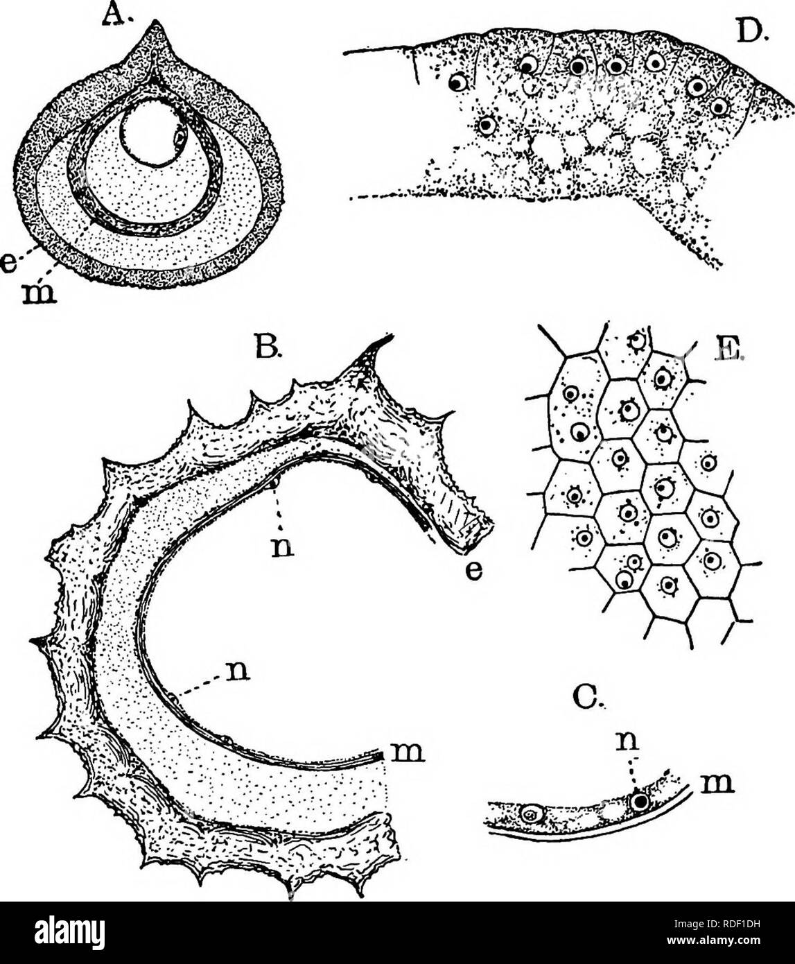 . The structure and development of mosses and ferns (Archegoniatae). Plant morphology; Mosses; Ferns. 5H MOSSES AND FERNS CSAf. at no time in 5*. Kraussiana are they confined to this apical region, as Miss Lyon states is the case in 6&quot;. apus. With the increase in the amount of protoplasm, the very large central vacuole becomes reduced in size, and finally, but this does not occur until after the germination of the spore, is. Fig. 2g6.—A, Young macrospore of Selaginella helvetica. The vesicular protoplast, with the primary nucleus, is much smaller than the spore membranes, X 400; B-E, S, K Stock Photo