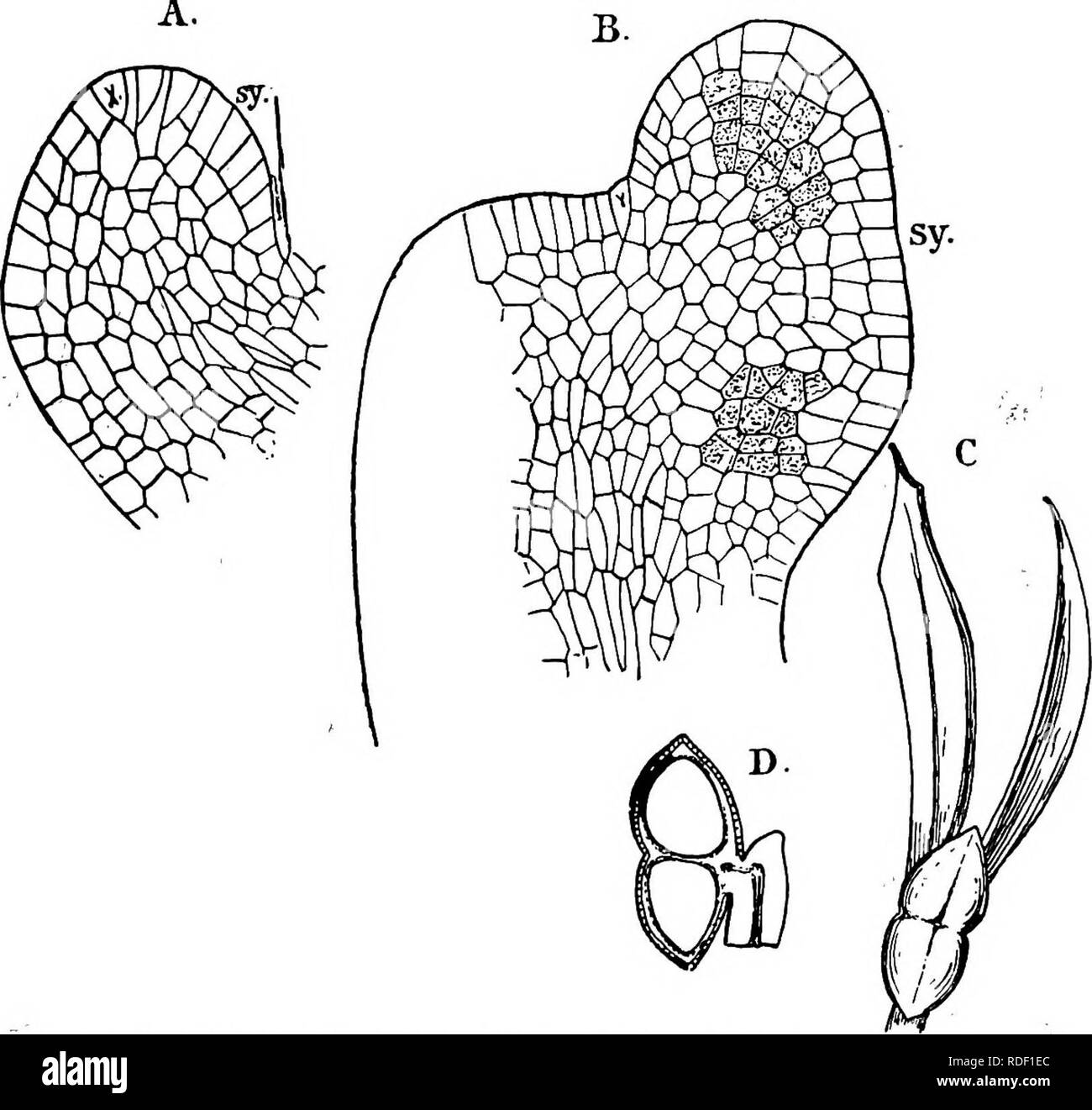 . The structure and development of mosses and ferns (Archegoniatae). Plant morphology; Mosses; Ferns. So8 MOSSES AND FERNS CHAP. oped vascular bundle, which is continued into the stem as a leaf-trace, and joins the axial cylinder. The Sporangium (Bower {15)) There has been much disagreement as to the morphological nature of the sporangiophores of the Psilotaceae. The two chief views are the following: (i) That the whole sporangio- phore is a single foHar member; (2) that it is a reduced axis. ^FiG. 294.—Tmesipteris tannensis. A, Radial section of the young sporanglophore, X112; sy, the young s Stock Photo