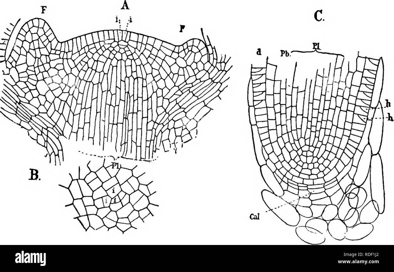 . The structure and development of mosses and ferns (Archegoniatae). Plant morphology; Mosses; Ferns. 494 MOSSES AND FERNS kinds and arranged in four rows, as in most species of Selagi- nella. The branching of the stem is either dichotomous or monopodial. The roots, which are borne in acropetal succes- sion (Bruchmann found also in L. tnundatum adventive roots), branch dichotomously, Hke those of Ispetes. The sporangia are borne singly, in the axils of the sporophylls, which may differ scarcely at all from the ordinary leaves (L. selago, L. lucidulum), (Fig. 287), or the sporophylls are differ Stock Photo