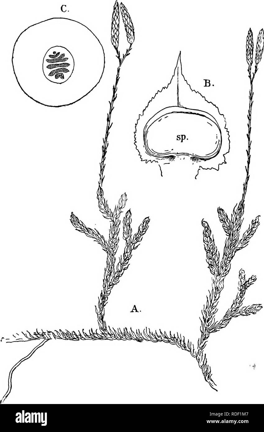 . The structure and development of mosses and ferns (Archegoniatae). Plant morphology; Mosses; Ferns. 484 MOSSES AND FERNS CHA1&gt;.. Fig. 282. Part of a fruiting plant of Lycopodium clavatum, X ^; B, sporophyll, with sporangium (j^) of L. dendroideum, X12: C, cross-section near the base of an aerial Tshoot of L. dendroideum, X 12.. Please note that these images are extracted from scanned page images that may have been digitally enhanced for readability - coloration and appearance of these illustrations may not perfectly resemble the original work.. Campbell, Douglas Houghton, 1859-1953. New Y Stock Photo