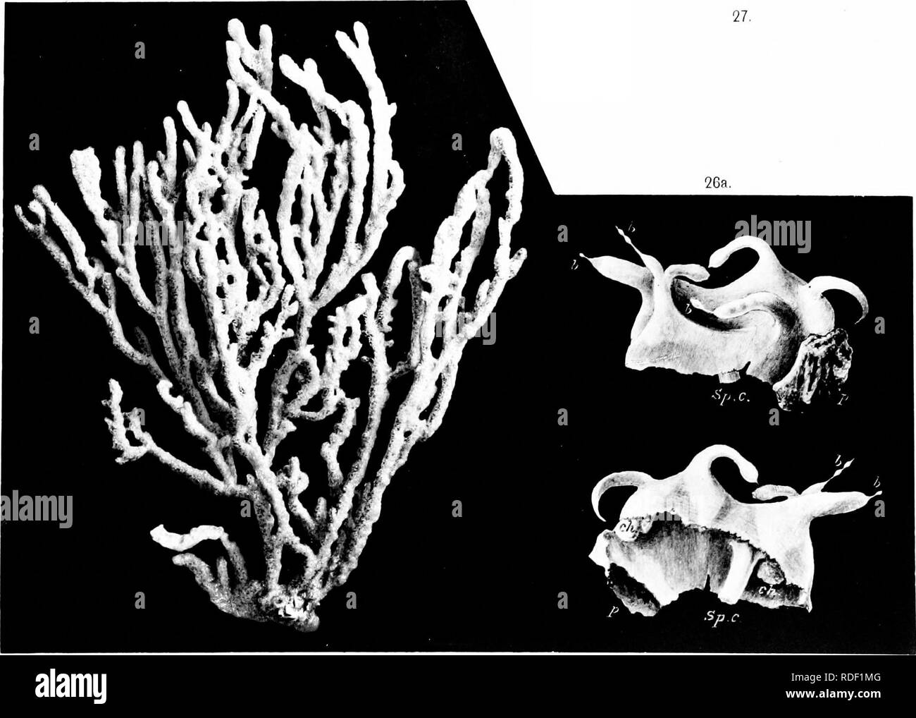 Calcareous sponges hires stock photography and images Alamy