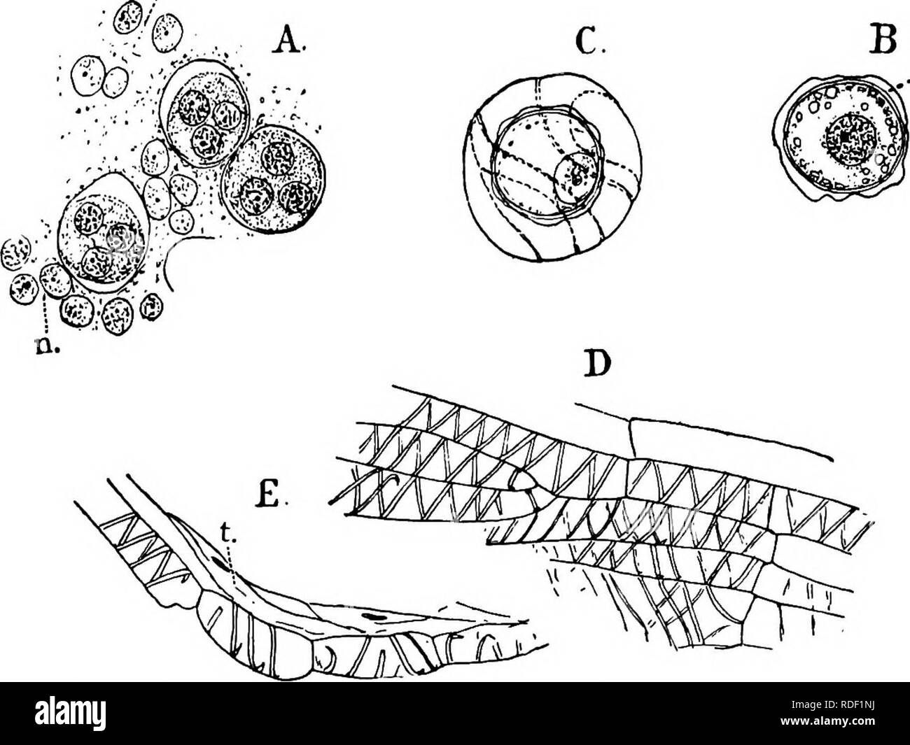 . The structure and development of mosses and ferns (Archegoniatae). Plant morphology; Mosses; Ferns. 478 MOSSES AND FERNS CHAP. centre of the cell, and the connecting filaments are formed be- tween them. In the connecting spindles there is formed be- tween each pair of nuclei a cell plate, which soon develops into a definite cellulose membrane, and the spores separate completely. It is probable that the definitive cell-wall is formed in the same way as in the spore-formation of other plants (Mottier ( 3 ), p. 32 ). The cell-plate formed at the equator of the spindle in the later stages of div Stock Photo