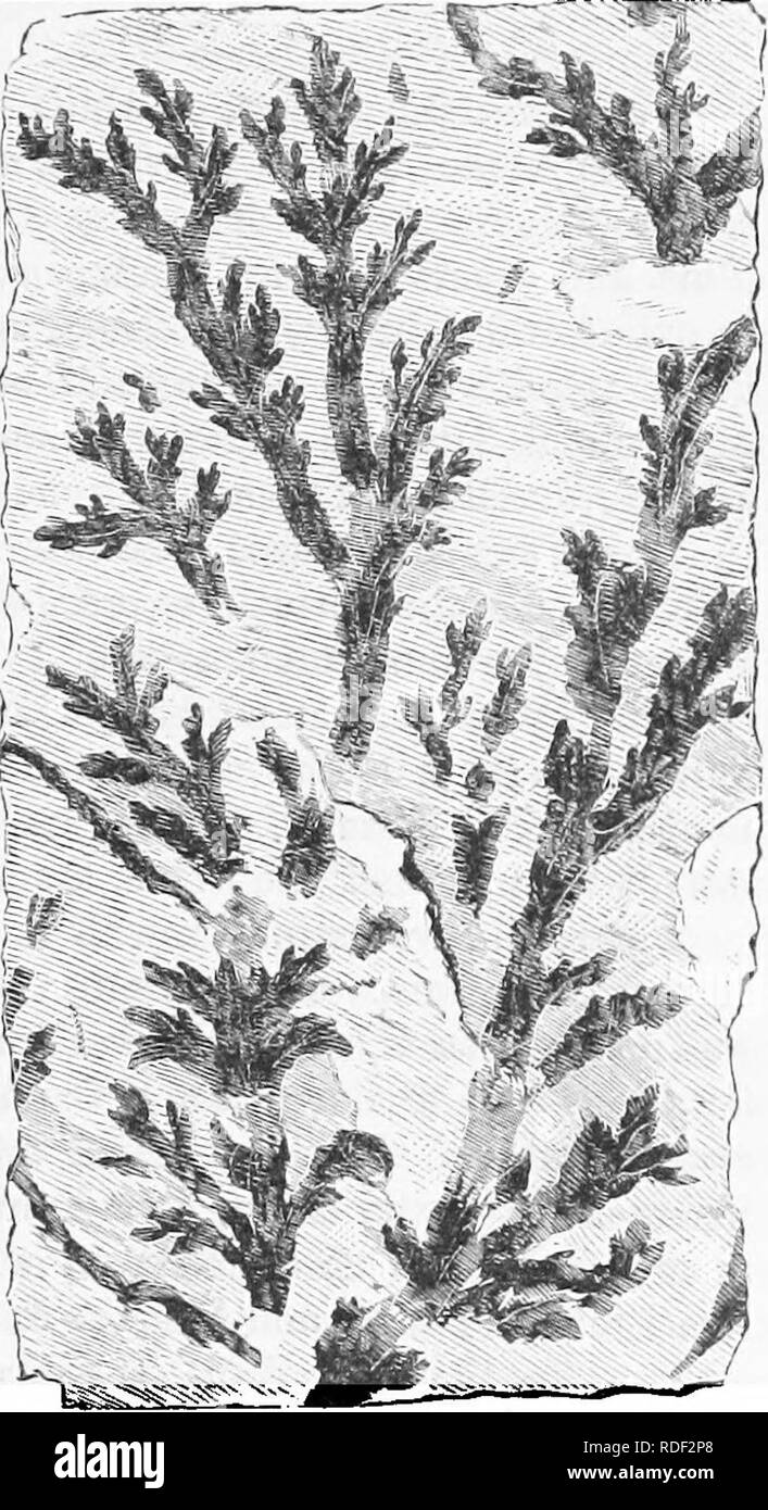 . The geological history of plants. Paleobotany; 1888. LAUEENTIAN AND EARLY PALAEOZOIC. 37 fronds smooth and slightly striate longitudinally, with curved and interrupted striae. Stem thick, bifurcating, the di-visions terminating in irregularly pinnate fronds, apparently truncate at the extremities. The quan- tity of carbona- ceous matter pres- entwonldindicate thick, though per- haps flattened, stems and dense fleshy fronds. The species Bufhotrephis sub- nodosa and B. flexuosa, from the Utica shale, are also certain- ly plants, though it, is possible, if their structures and fruit were known, Stock Photo