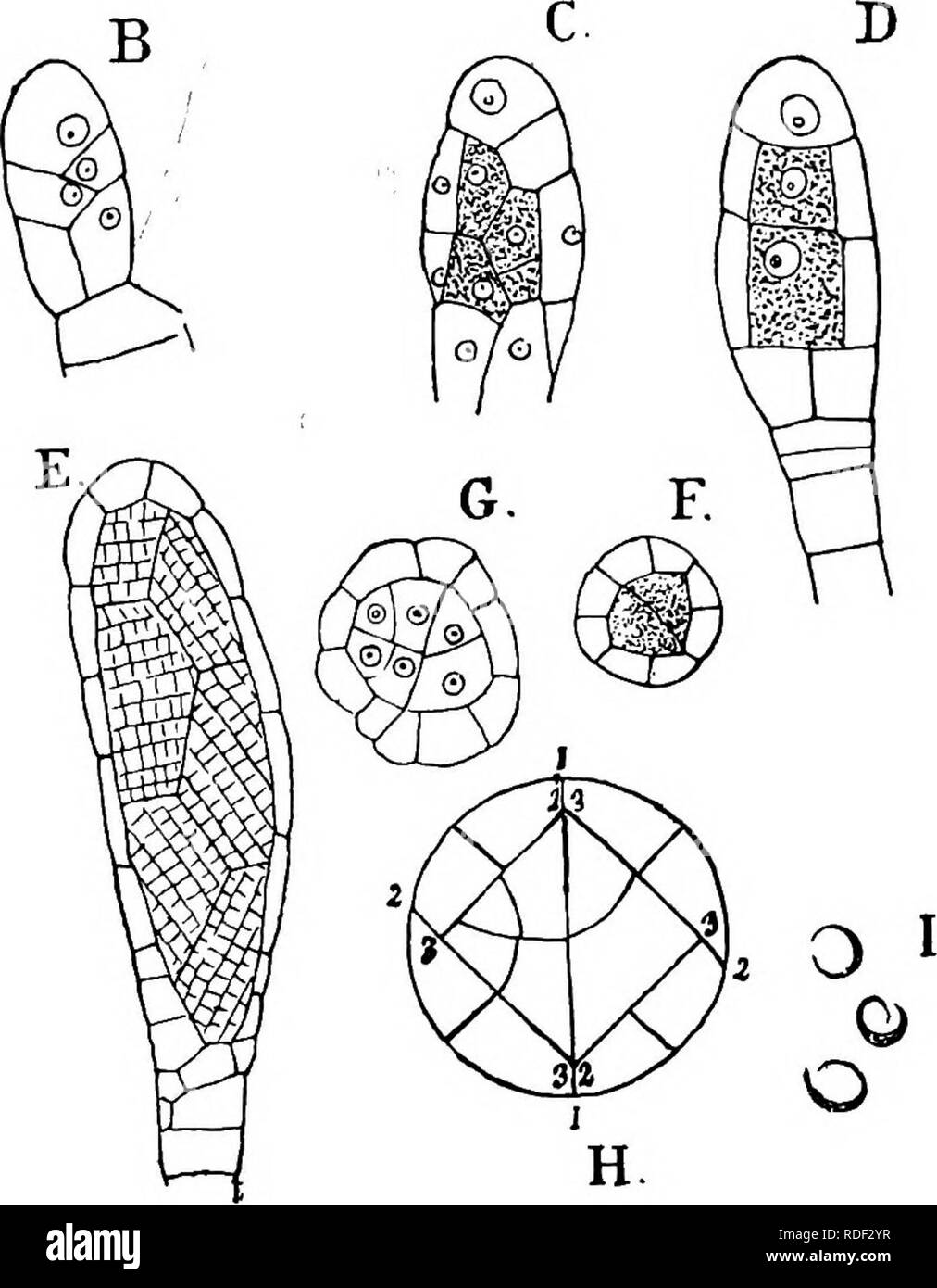 . The structure and development of mosses and ferns (Archegoniatae). Plant morphology; Mosses; Ferns. 10 MOSSES AND FERNS CIIAP, Whether the first antheridium, as in Andrecea and Foniinalis, arises from the apical cell is doubtful, and it is impossible to trace any regularity in the order of formation of the very numerous antheridia. Except in old plants, all stages of de- velopment are found together, and the history of the anther- idium may be easily followed. A superficial cell projects above its neighbours, and this papilla is cut off by a transverse wall.. Fig. 102.—Funaria hygrometrica.  Stock Photo