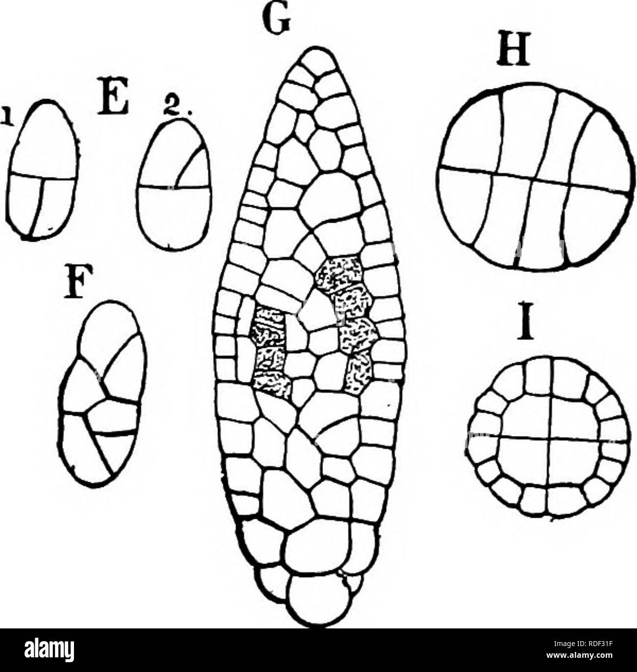 . The structure and development of mosses and ferns (Archegoniatae). Plant morphology; Mosses; Ferns. FiG. 95.—A, B, Germinating spores of A. petrophila, X200; C, protonema with bud (fe); D, young archegonium in optical section; E, i, is, two views of a very young embryo of A, crassinerva, X266; F, somewliat older embryo of A. petrophila; G, older embryo showing the first archesporial cells; H, I, cross-sections of young embryos, X200. A-D, after Kuhn; E-I, after Waldner. rhizoids. The fiat protonema recalls strongly that of Sphag- num, and is probably genetically connected with it. All of the Stock Photo