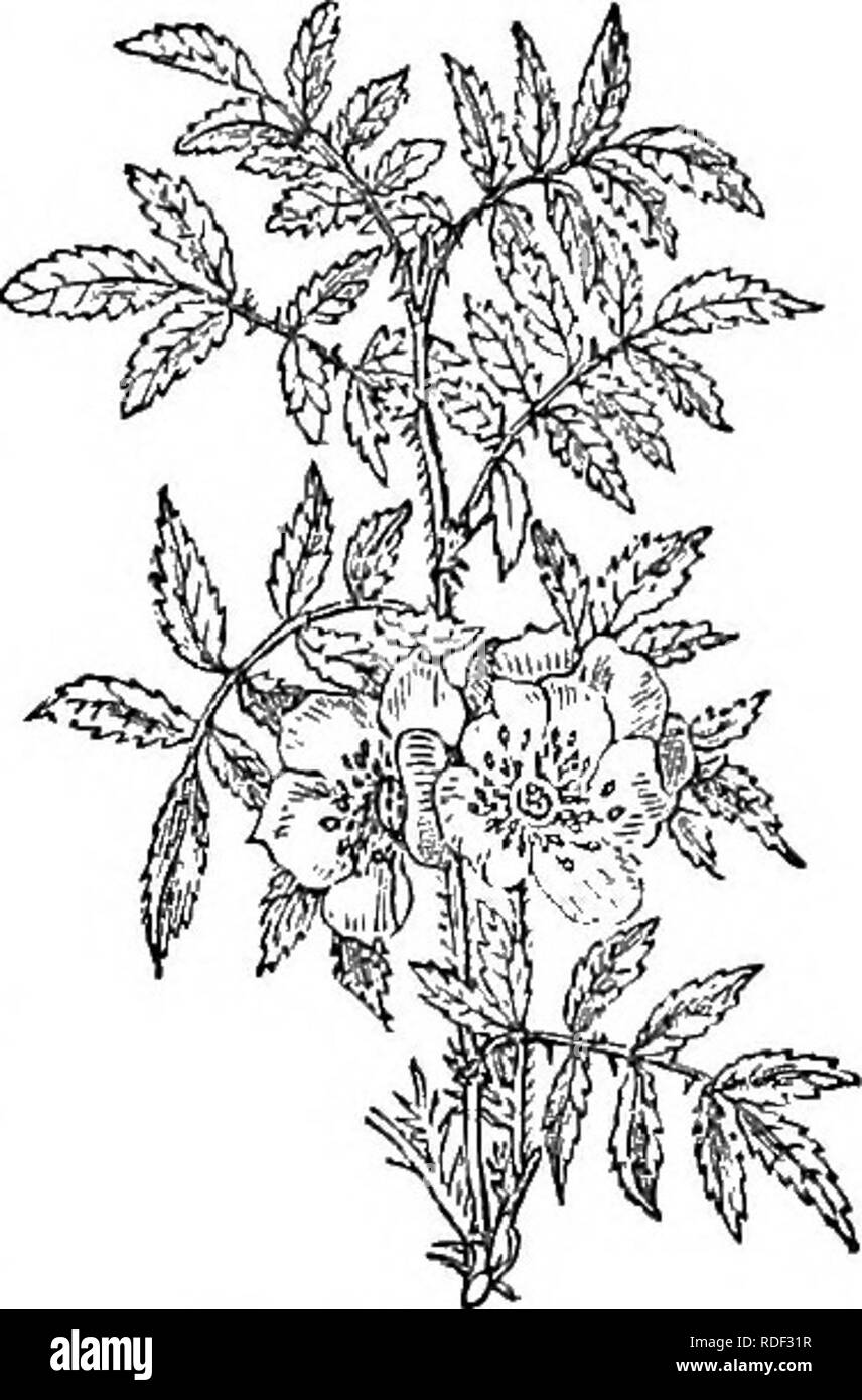 Tender evergreen shrub Black and White Stock Photos & Images - Alamy