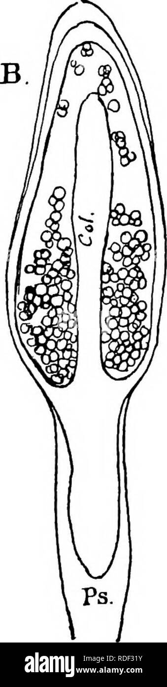 . The structure and development of mosses and ferns (Archegoniatae). Plant morphology; Mosses; Ferns. V. MOSSES (MUSCI): SPHAGNALES—ANDRE^ALES i8i young embryo from the venter of the archegonium, this muci- laginous mass adheres to it and forms a more or less complete envelope about it, in which are often found the remains of spermatozoids. The species of Sphagnum are either monoecious or dicecious, but in no cases do archegonia and antheridia occur upon the same branch. The Andre^ales The second order of the Mosses includes only the small genus Andrecea, rock-inhabiting Mosses of small size a Stock Photo