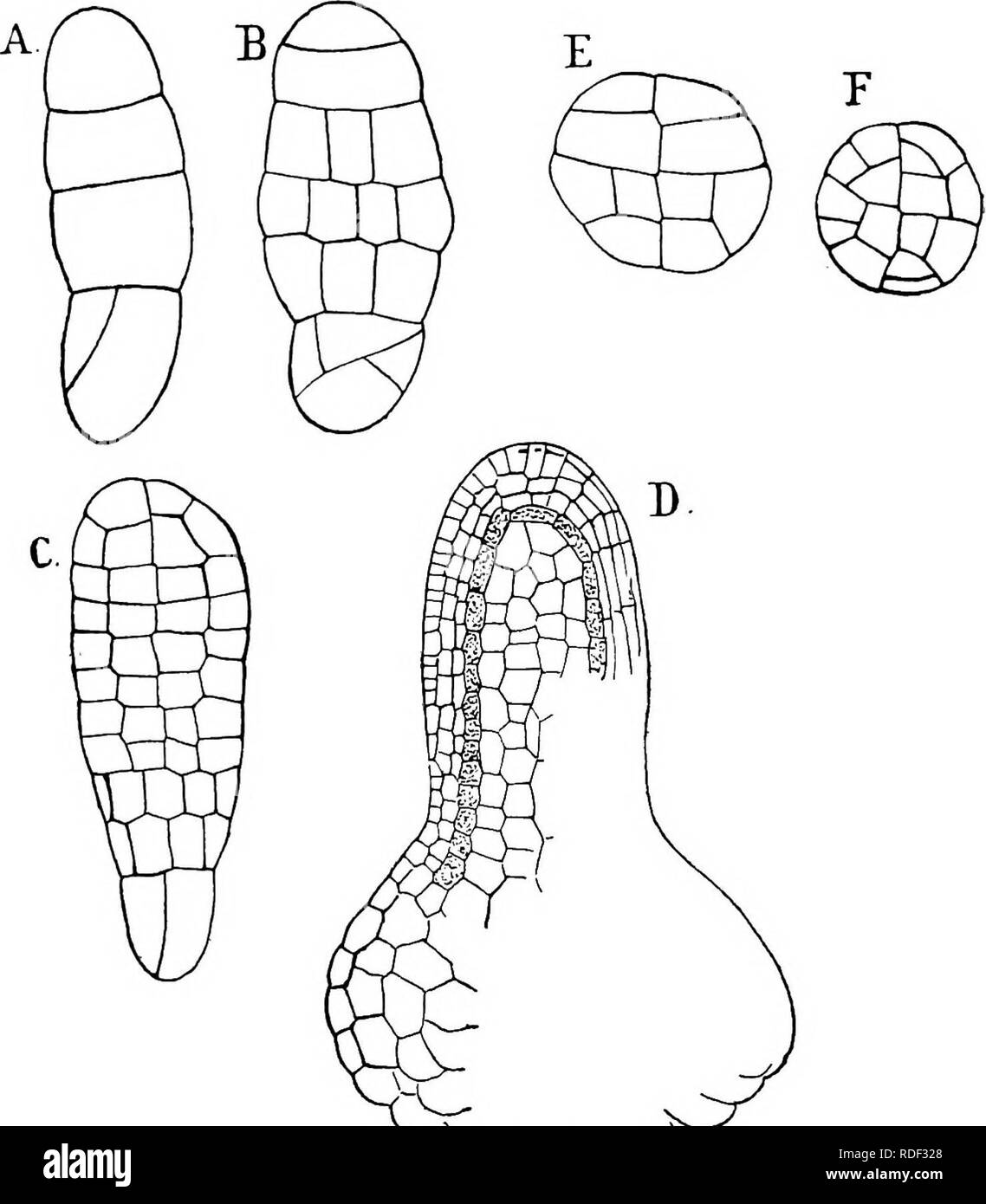 . The structure and development of mosses and ferns (Archegoniatae). Plant morphology; Mosses; Ferns. V. MOSSES (MUSCl): SPHAGNALES—ANDREMALES i7l detached. Schimper states that antheridia may be formed at any time, but they are more abundant in the late autumn and winter. The archegonia are found at the apex of some of the short. C^VOV-c^ Fig. 92.—Sphagnum acuiifoUum. Development of the embryo (after Waldner). A-D, Median optical section; E, F, cross-sections. A, D, E, F, X360; C, X31S; D, X153. branches at the summit of the plant, which externally are indis- tinguishable from the sterile bra Stock Photo