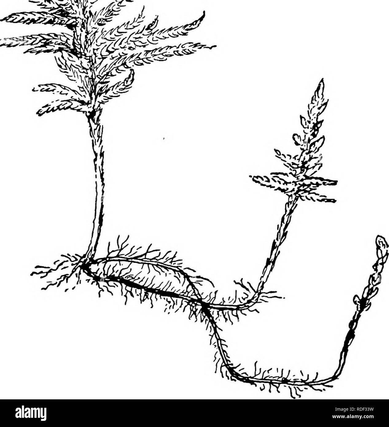 . The structure and development of mosses and ferns (Archegoniatae). Plant morphology; Mosses; Ferns. V. MOSSES (MUSCI): SPHAGNALES—ANDRE^ALES 163 giving rise to a protonema upon which, as usual, the gameto- phore arises as a bud. In size the gametophore of the Mosses ranges from a milHmetre or less in height in Buxhaumia and Ephemerum to 30 to 50 cm. in the large Polytrichacese and Fontinalis. The branching of the gametophore is never dichotomous, and so far as is known the lateral branches arise, not in the axils of the leaves, but below them. Underground &gt;. i^/M &lt;i^cSz W^4ij^^. Fig. 8 Stock Photo