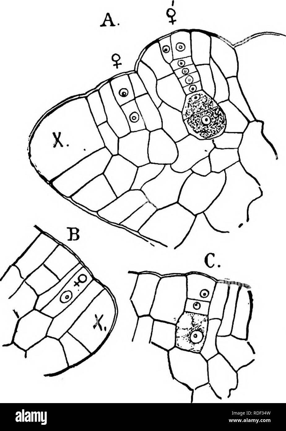 . The structure and development of mosses and ferns (Archegoniatae). Plant morphology; Mosses; Ferns. ISO MOSSES AND FERNS CHAP. The full-grown antheridium is mot-e flattened than in either species of Anthoceros examined by me, and the stalk shorter and thicker, but otherwise closely resembles it, although the extremely symmetrical arrangement of the cells, especially of the wall, is much less noticeable. The archegonia correspond very closely, both in position and structure, with those of the other genera, the most marked peculiarity being the more nearly equal diameter of the cover cell and  Stock Photo