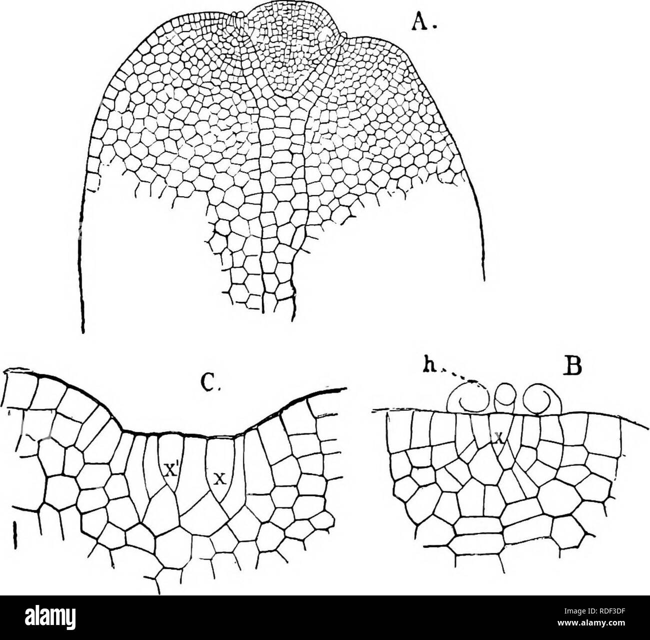. The structure and development of mosses and ferns (Archegoniatae). Plant morphology; Mosses; Ferns. Ill THE JUNGERMANNIALES Elatereae 8s &quot;Aneura and Metsgeria represent the simplest of the typical anacrogynous Jungermanniales. In the former the thallus is composed of absolutely similar cells, all chlorophyll-bearing, and in each cell one or more oil bodies, like those of the Mar- chantiacese. In Metzgeria (Fig. 37) the wings of the thallus are but one cell thick, and there is a very definite midrib, usu- ally four cells thick. The apical growth in both genera is. Fig. 37.—Metzgeria pube Stock Photo