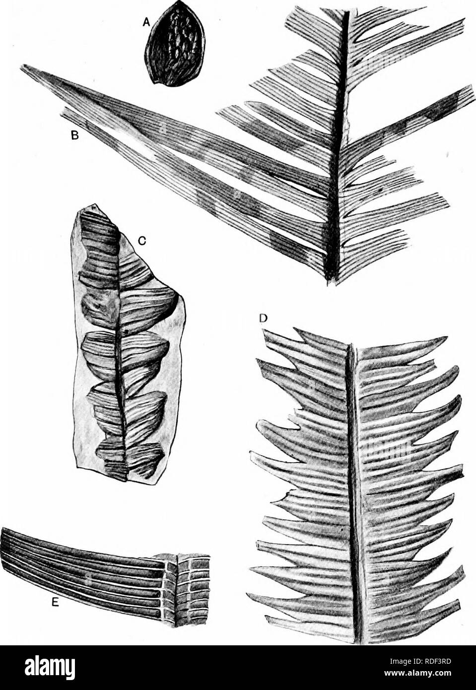 . Fossil plants : for students of botany and geology . Paleobotany. xxxix] TSriLSSOMA 567. Fig. 619. A, seed {NiUsonia'!); B, NiUsonia pterophylloidea; C, D, Nilssonia brevis; E, N. polymorpha. (A—D f nat. size; E, slightly enlarged; after Nathorst.). Please note that these images are extracted from scanned page images that may have been digitally enhanced for readability - coloration and appearance of these illustrations may not perfectly resemble the original work.. Seward, A. C. (Albert Charles), 1863-1941. Cambridge : University Press Stock Photo