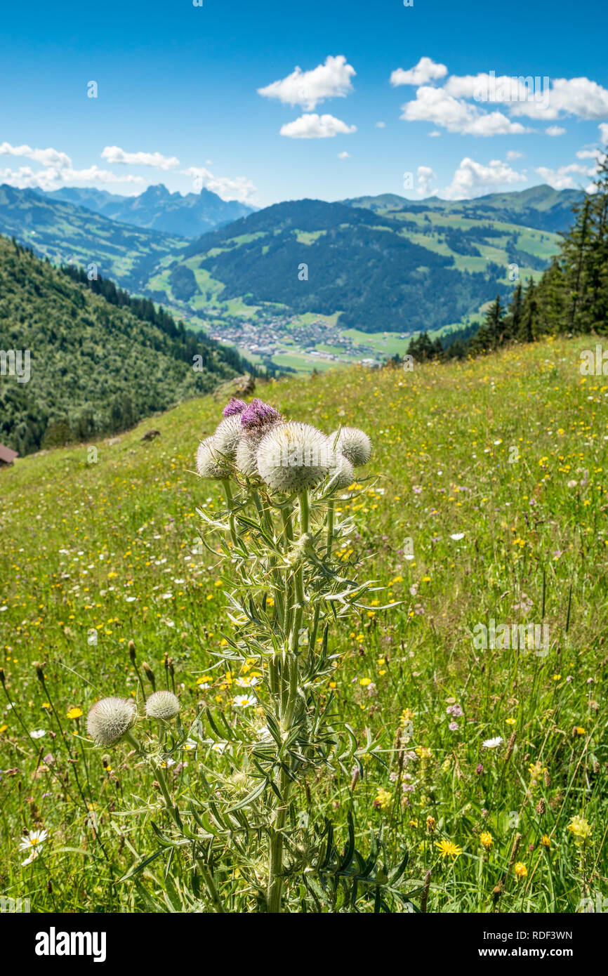 Distel auf Alp mit Aussicht aufs Simmental und Zweisimmen Stock Photo