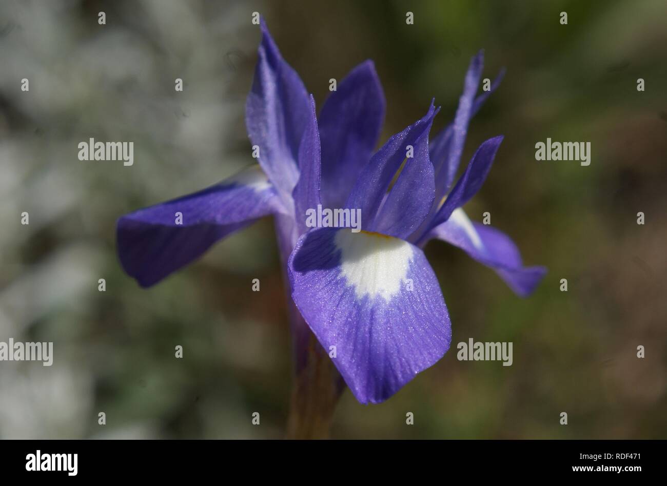 Moraea sisyrinchium Stock Photo