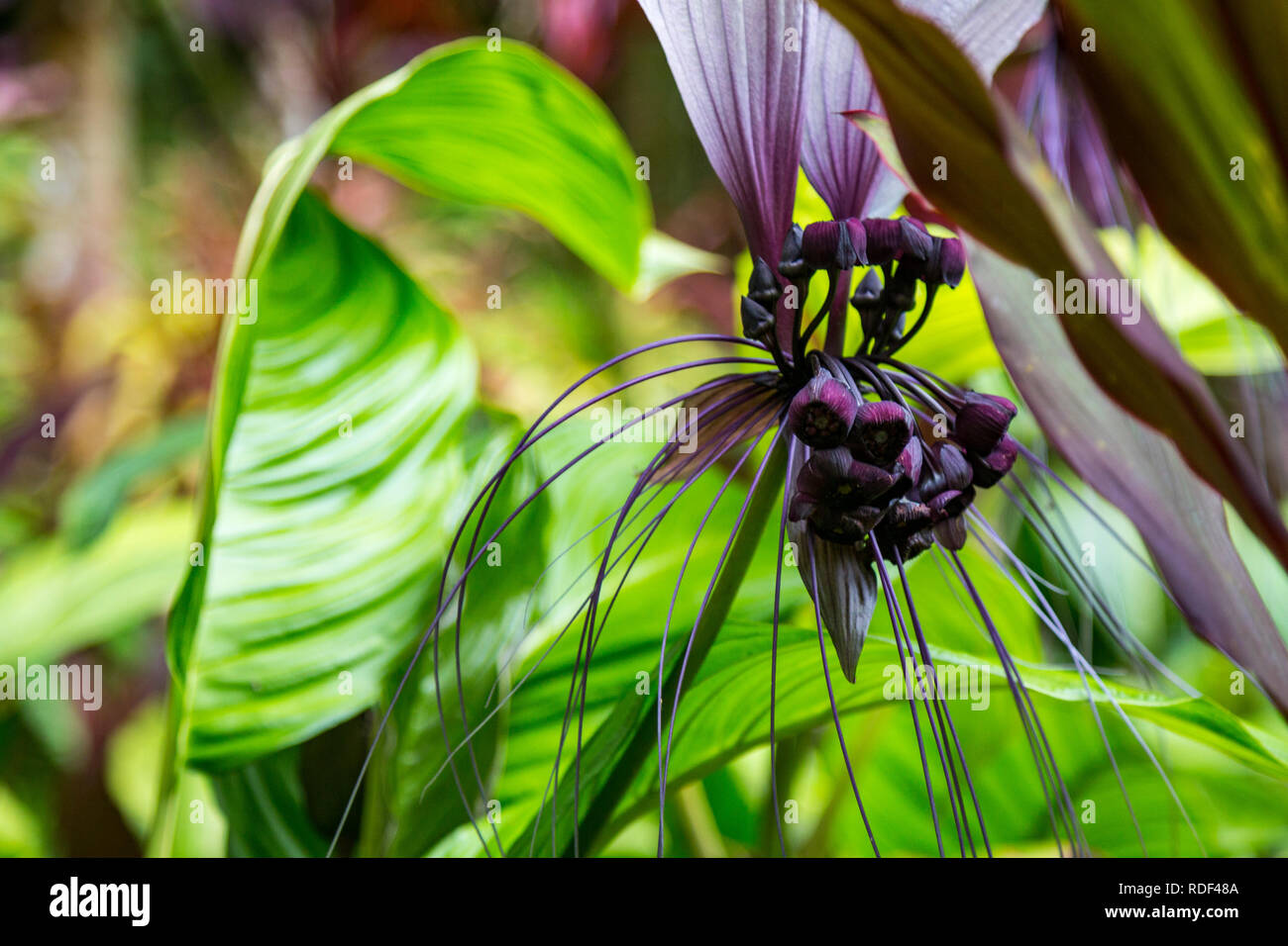 Black Bat Plant in the Tropical Botanical Garden Hawaii, USA Stock Photo