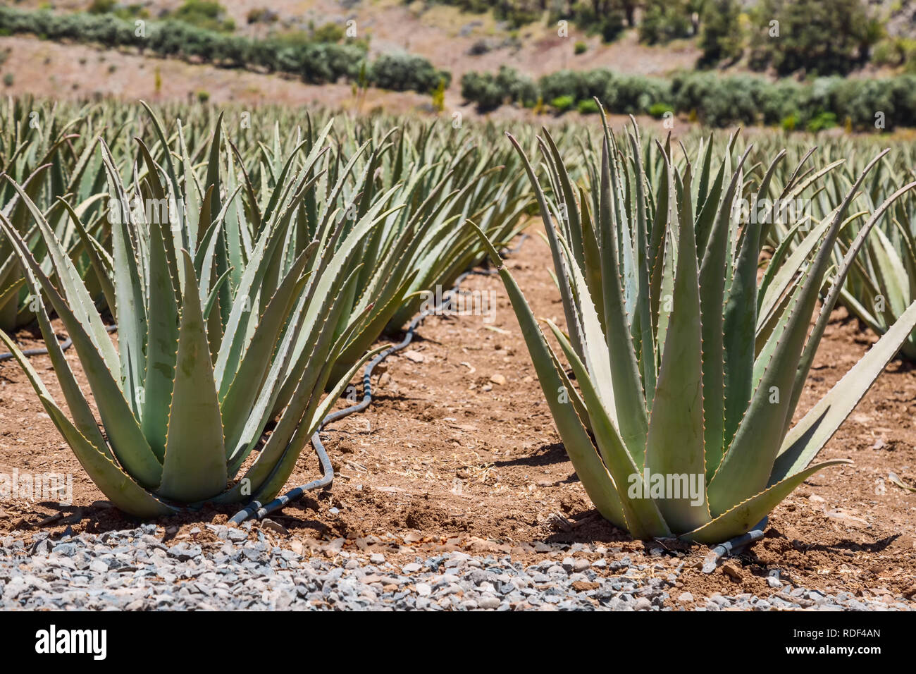 Aloe Vera Farm on Gran Canaria Stock Photo - Alamy