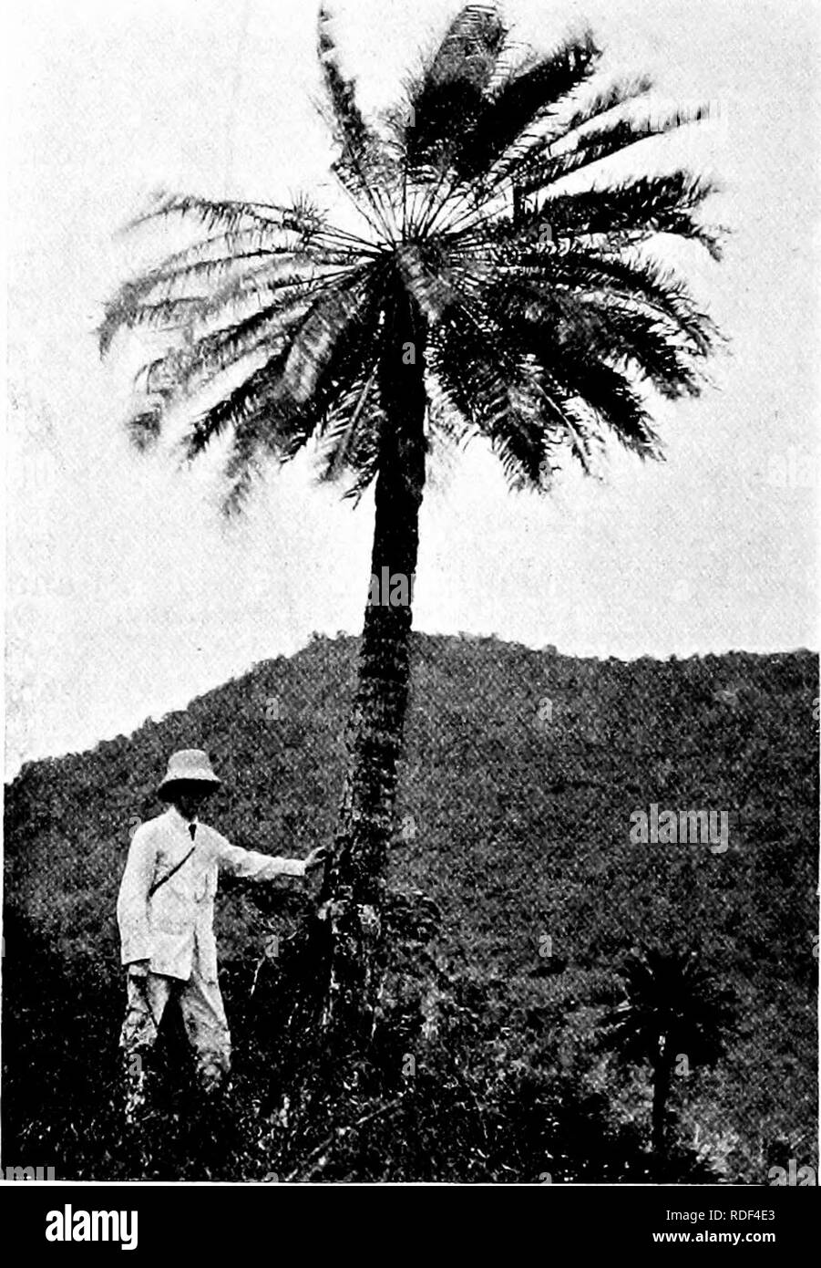 . Fossil plants : for students of botany and geology . Paleobotany ...