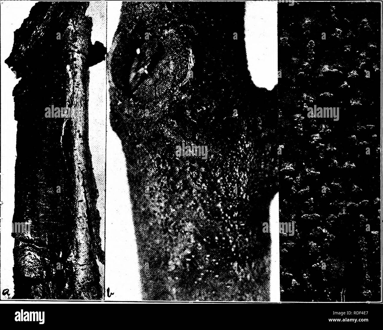 . Chestnut blight. Chestnut blight; Chestnut. 6 CONNECTICUT EXPERIMENT STATION, BULLETIN NO. 178. is the best course to pursue under the particular conditions in which his woodlot is situated. CAUSE OF DISEASE. First of all, let it be clearly understood that the chestnut blight is caused by a fungus and not by an insect, as is often erroneously supposed. The fact that insects of various kinds are found in the dead bark of an affected tree has often led to the conclusion that the trouble is of insect origin, but such is not the case and insects have no part in causing chestnut blight. DESCRIPTI Stock Photo