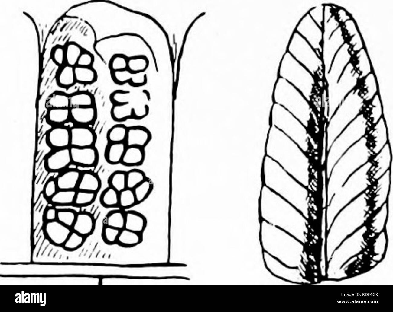 . Fossil plants : for students of botany and geology . Paleobotany. I I K FiQ. 291. A, B. Ptychocarpus unita. C, D. Asterotheca Sternhergii. E. Danaeites sarepontanus. F. Hawlea Miltoni. G. Hawlea pulcherrima. H—K. Scolecopteris elegans. (A, B, after Renault; C—G, after Stur; H, I, after Strasburger; K, after Sterzel.) In habit and in the form of the pinnules this type is similar to Dactylotheca plumosa. Haiulea. Stnr^ retains this generic name for sori in which the ' See Chap, xxvii. 2 Stur (85) A. p. 106.. Please note that these images are extracted from scanned page images that may have bee Stock Photo