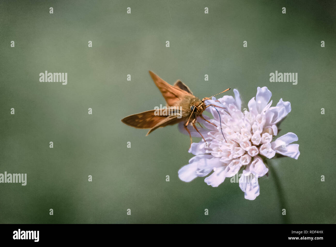 Skipper sitting on a scabiosa in front a homogeneous background background Stock Photo