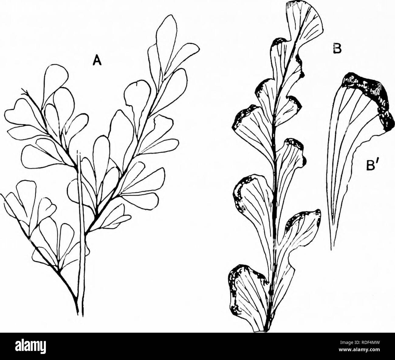 Fossil plants : for students of botany and geology . Paleobotany. 376  FILICALES [CH. of Polypodiaceous ferns. On the other hand, as we have  already noticed, anatomical characters of such families