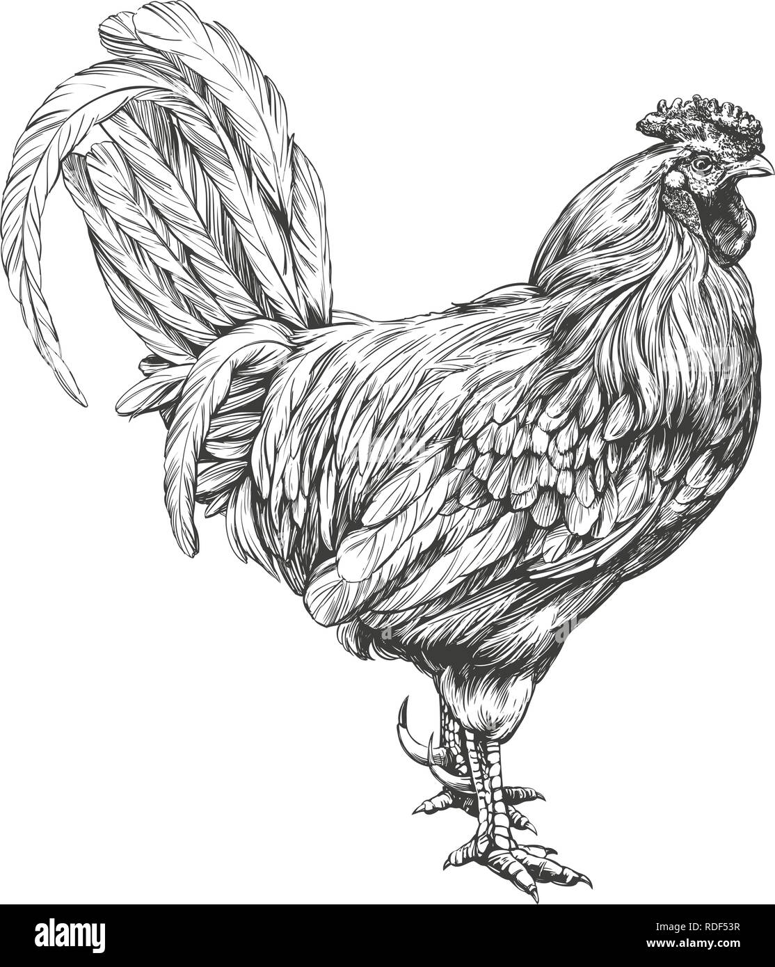 Vector Hand Drawn Doodle Sketch Chicken Stock Illustration - Download Image  Now - Outline, Rooster, Agriculture - iStock