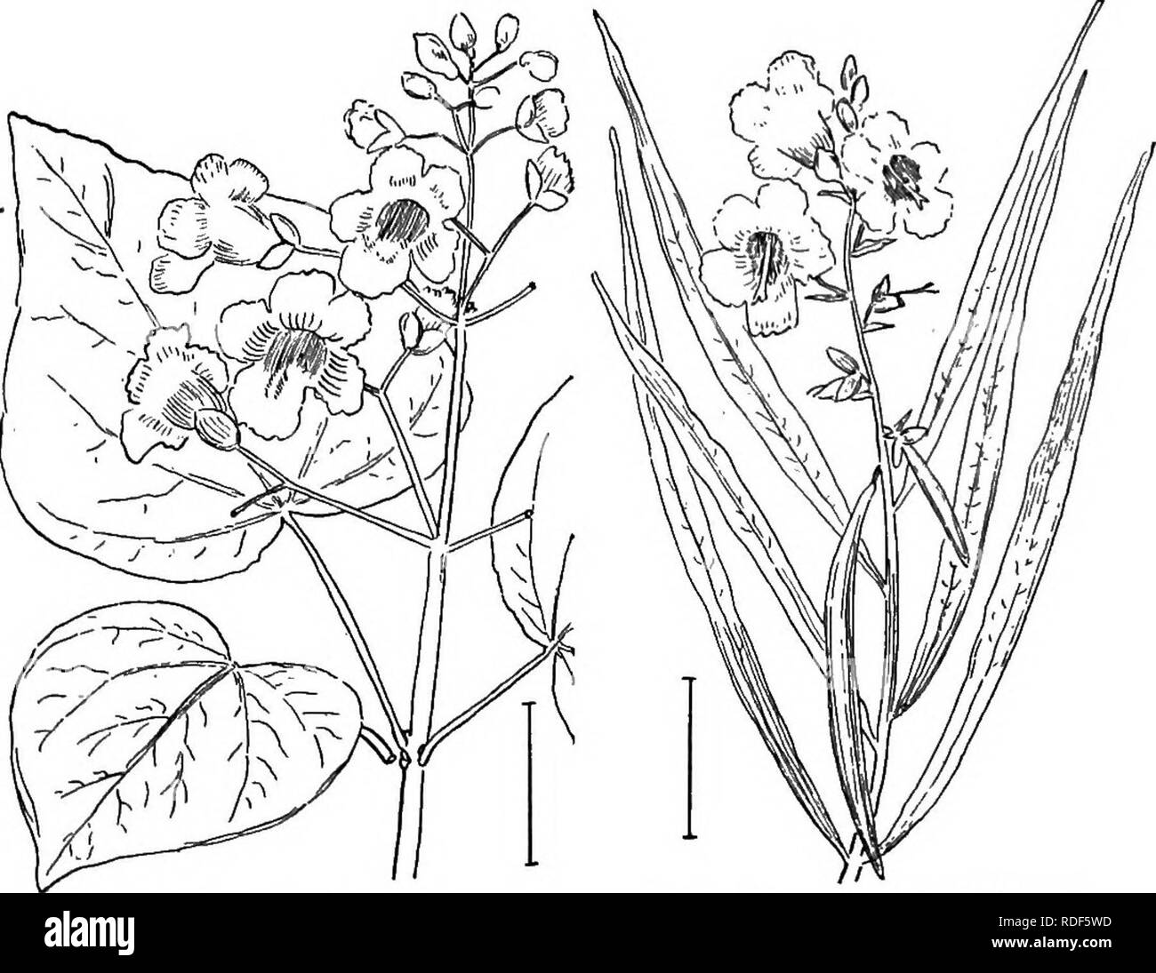 Desert Willow Flower Drawing : Sakura Tucson