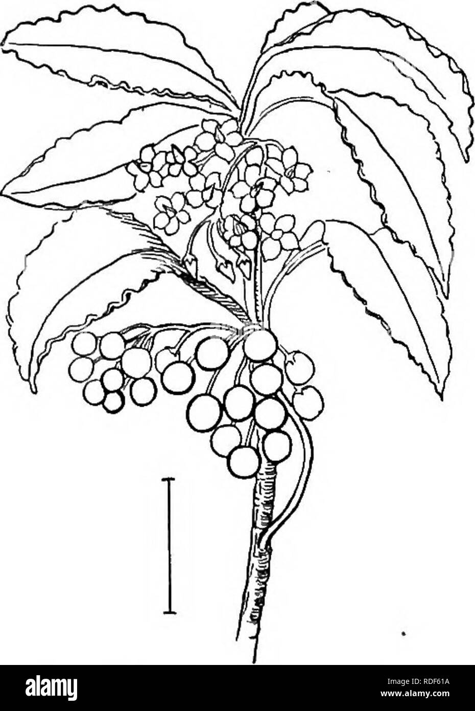 . Ornamental shrubs of the United States (hardy, cultivated). Shrubs. Fig. 4j8. — Rosy Plumbago. Fig. 459. — Red-berried Ardisia.. Please note that these images are extracted from scanned page images that may have been digitally enhanced for readability - coloration and appearance of these illustrations may not perfectly resemble the original work.. Apgar, A. C. (Austin Craig), 1838-1908; Draycott, Ada (Apgar). New York, Cincinnati [etc] American Book Company Stock Photo