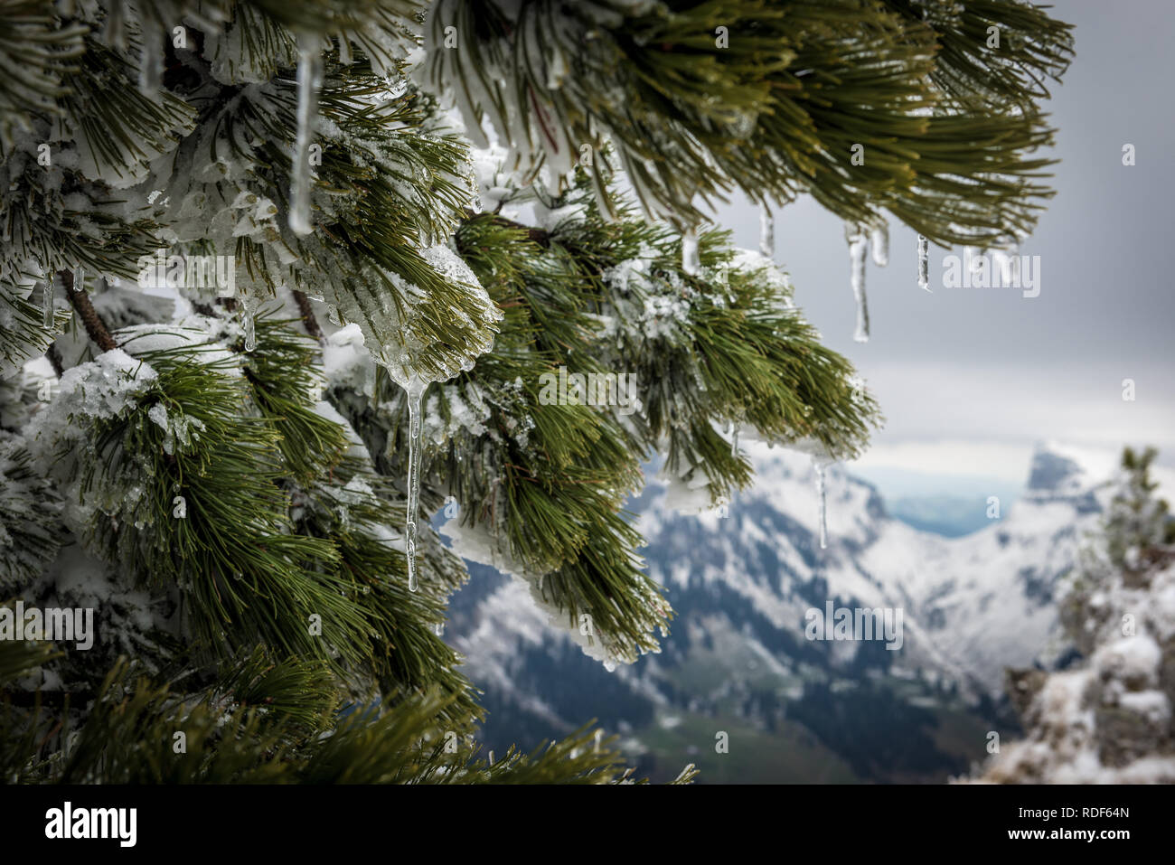 Eingefrorener Ast Stock Photo