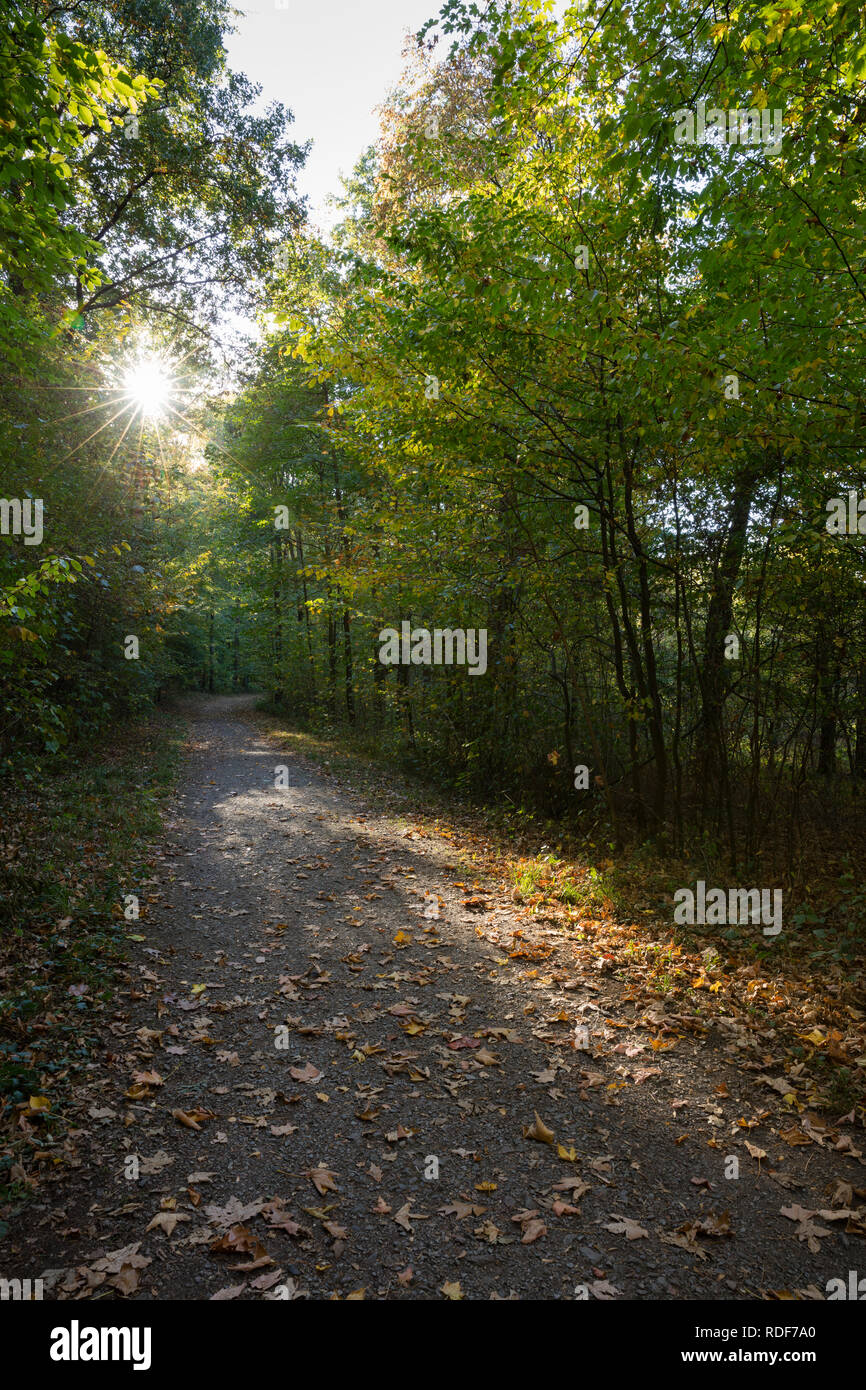 Pathway through the broadleaved forest, Bergkamen, North Rhine-Westphalia, Germany, Europe Stock Photo