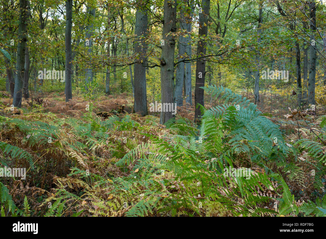 Broadleaved Tree High Resolution Stock Photography and Images - Alamy