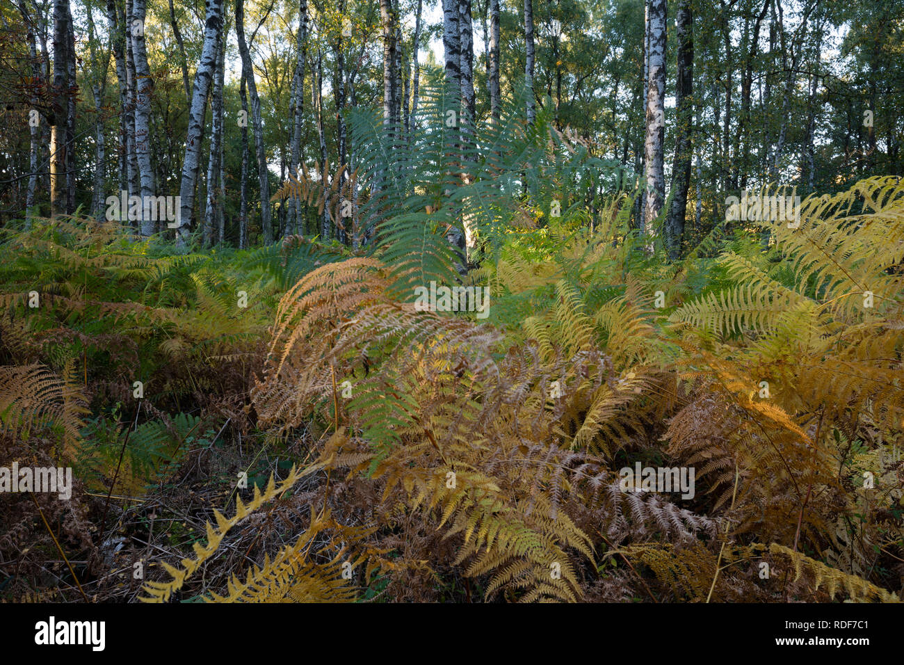 Broadleaved tree hi-res stock photography and images - Alamy
