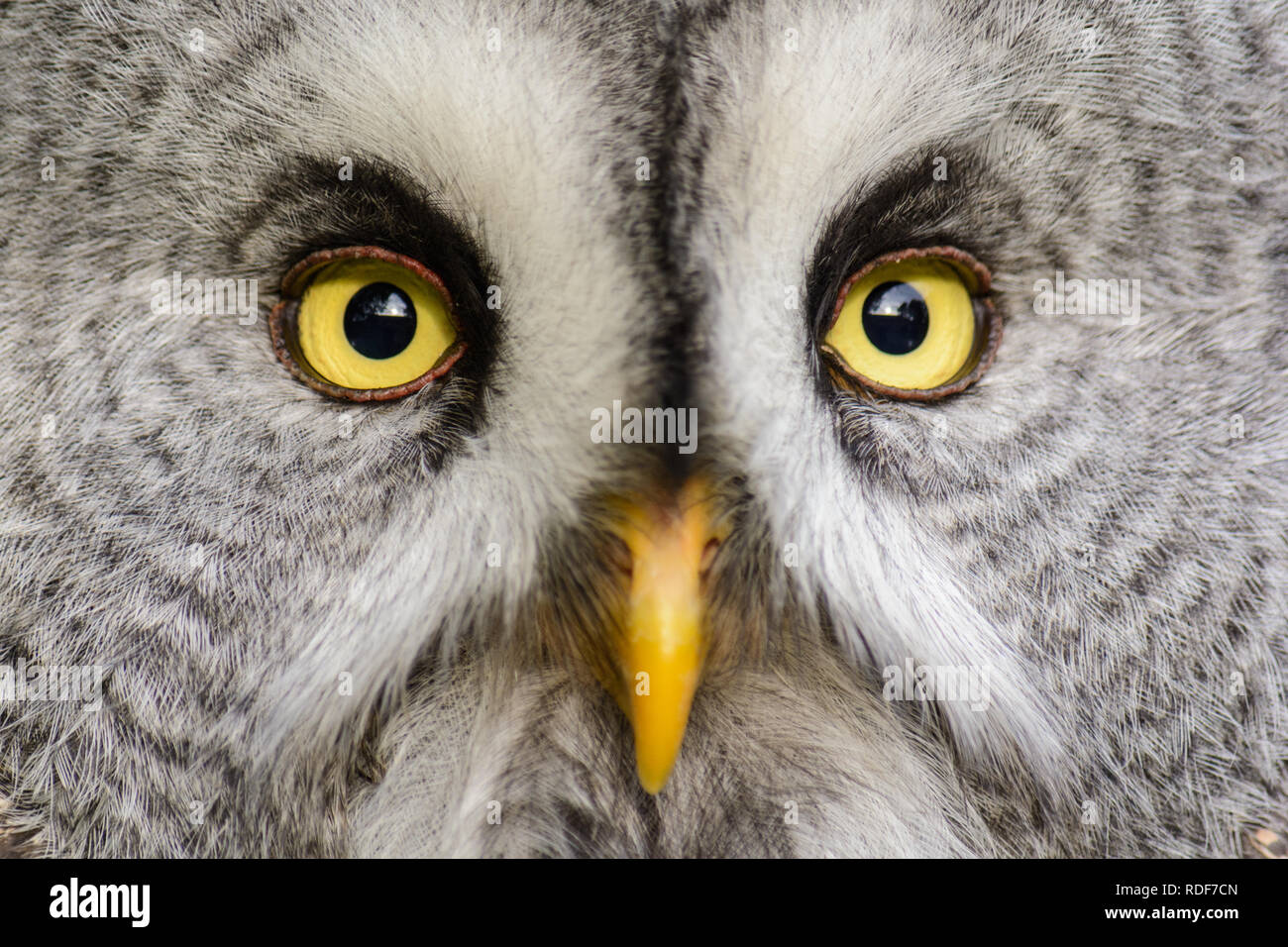 Close up Headshot of a Great Grey Owl, The stunning Yellow eyes catching the sunlight. Stock Photo