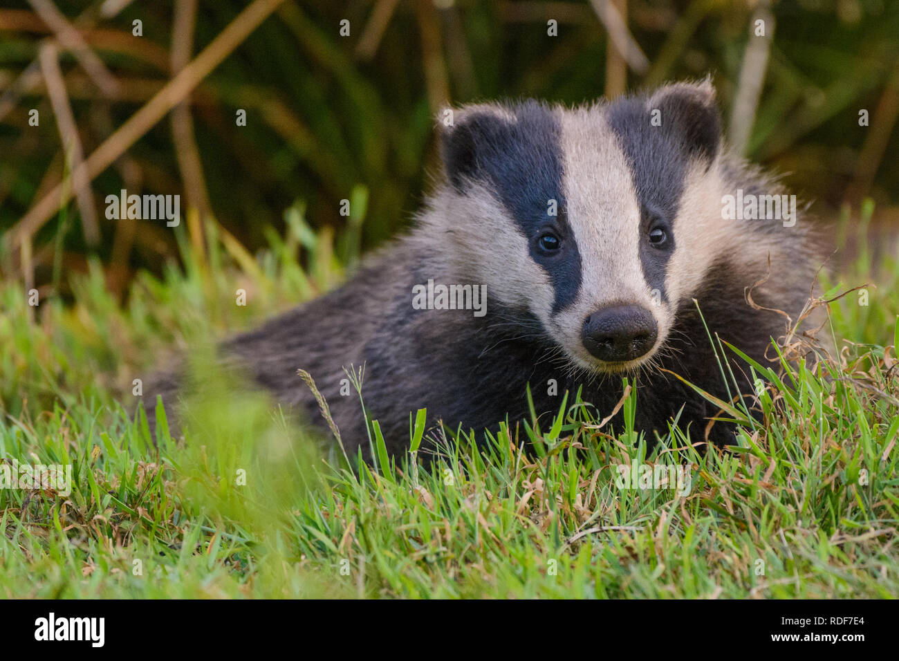 Wild Badger emerging from it's sett in Derbyshire's Peak District National Park. Stock Photo