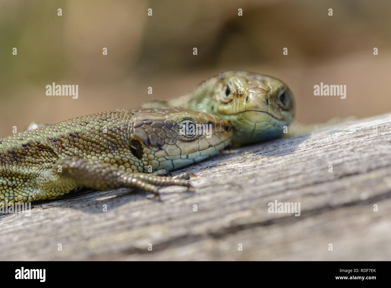 2 Viviparous Lizards Basking on a fence post in the Peak District. Stock Photo