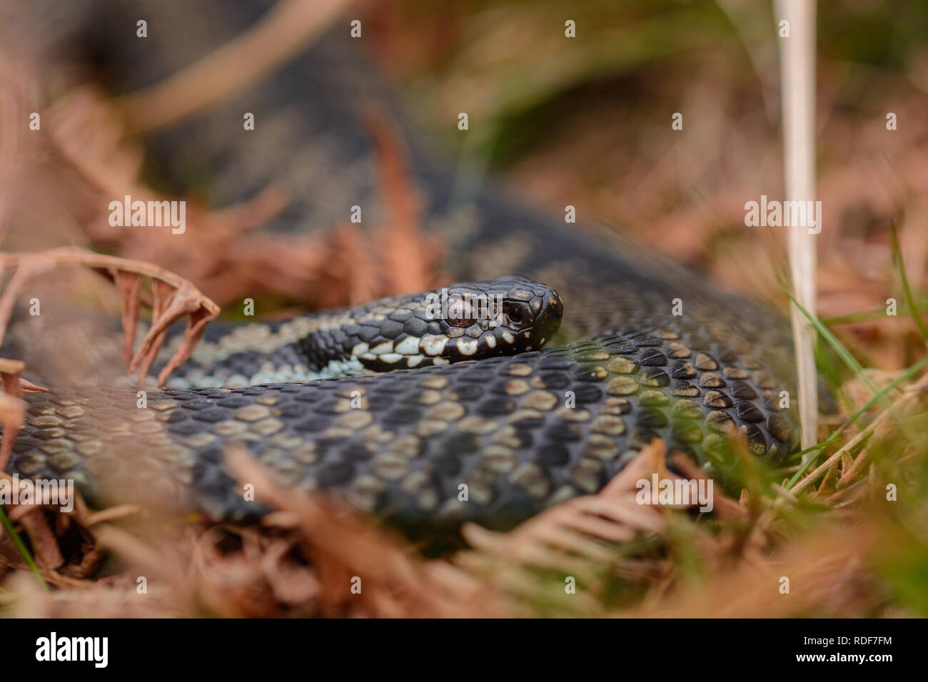 Venomous snake eyes hires stock photography and images Alamy