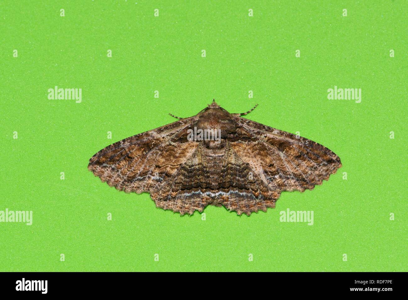 Image of a brown moth of the Zale genus, centered and isolated on a green background. Stock Photo
